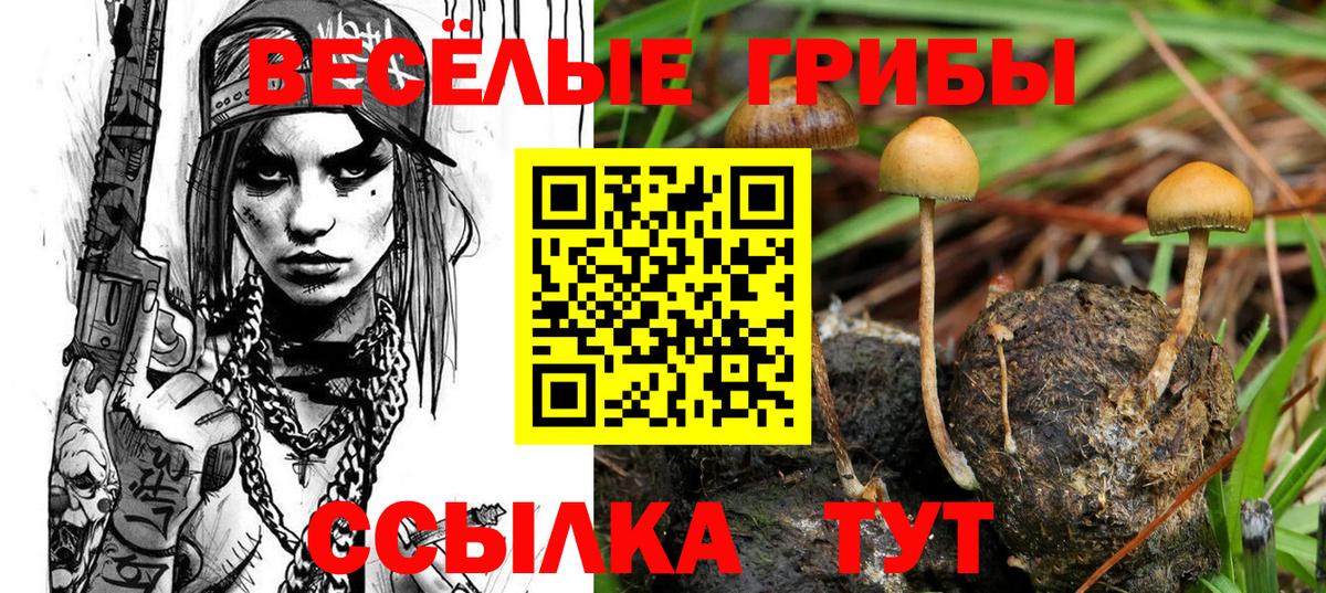 Псилоцибиновые грибы GOLDEN TEACHER  Псилоцибиновые грибы Psilocybine cubensis  Вход с VPN  купить наркотики цена  Богданович 